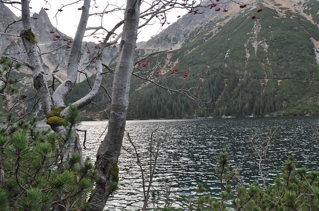 联合的 山 树木 - 上的免费照片