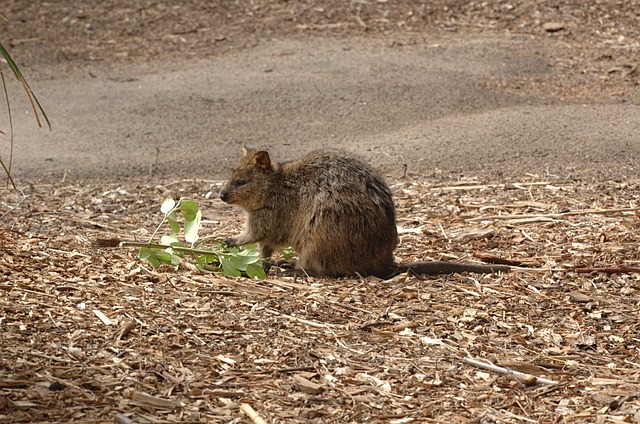 Quokka 动物 短尾巴小袋鼠 Setonix - 上的免费照片