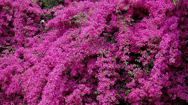 爬行者 花朵 明亮的 - 上的免费照片