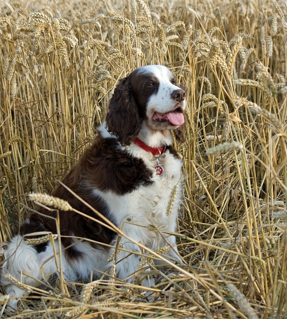 狗 英语史宾格犬 西班牙猎犬 - 上的免费照片