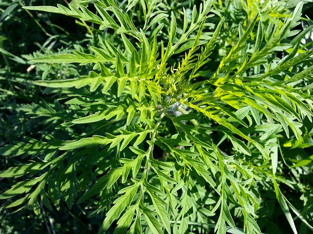 豚草 杂草 自然 - 上的免费照片