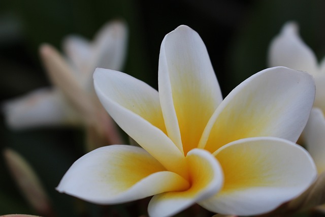 素馨花 姜黄色百合花 花 - 上的免费照片