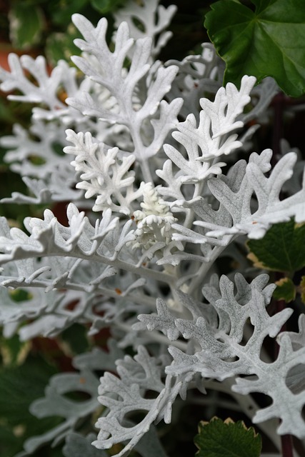 白色模糊的千里光 植物 树叶 - 上的免费照片