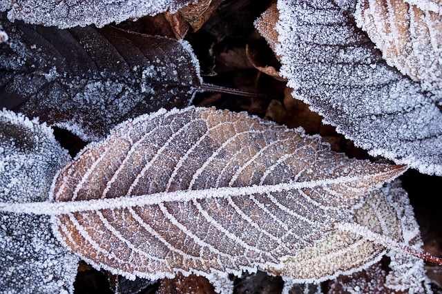 冬天 秋叶 霜 - 上的免费照片
