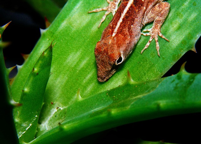 棕色阿诺莱 Anolis Sagrei 蜥蜴 - 上的免费照片