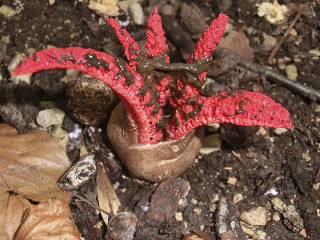 墨鱼真菌 红色的 蘑菇 Clathrus - 上的免费照片