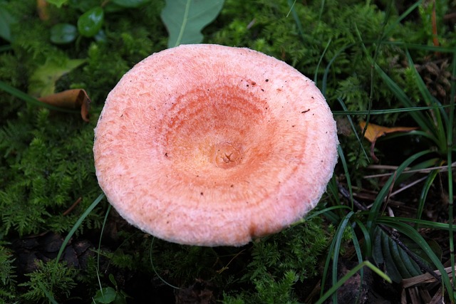 蘑菇 桦木 Milchling 乳菇 Torminosus - 上的免费照片
