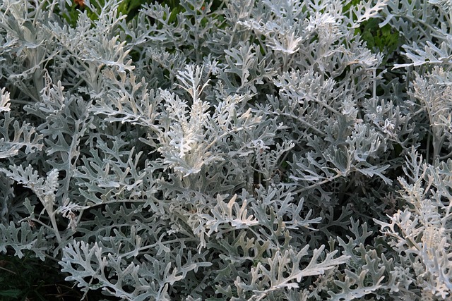 白色模糊的千里光 植物 树叶 - 上的免费照片
