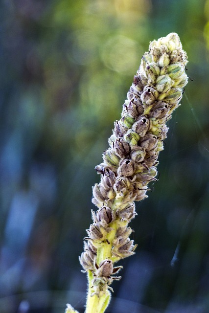 两年期的植物 Verbascum 城墙就 Mullein - 上的免费照片