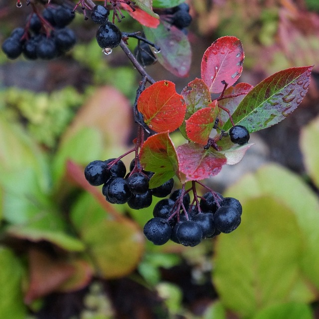 阿罗尼亚 阿罗尼亚浆果 黑莓 - 上的免费照片