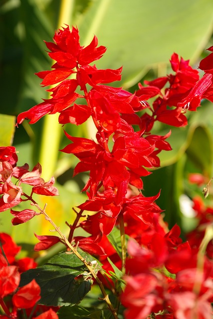 火热的圣人 开花 花 - 上的免费照片