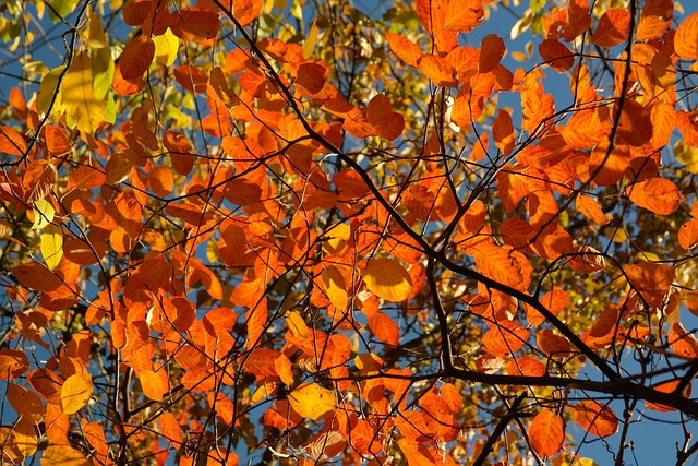 树叶 落下 岩梨 - 上的免费照片