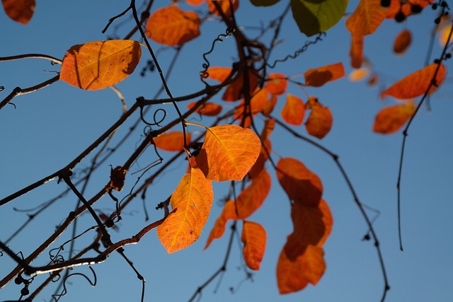 树叶 落下 橙色的 - 上的免费照片