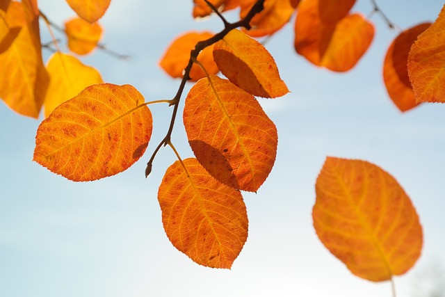 树叶 落下 橙色的 - 上的免费照片