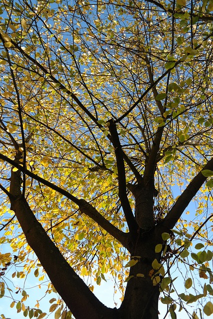 树叶 落下 黄色 - 上的免费照片