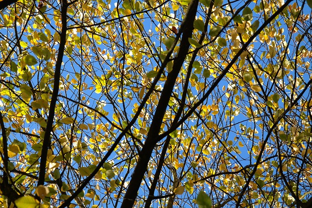树叶 落下 黄色 - 上的免费照片