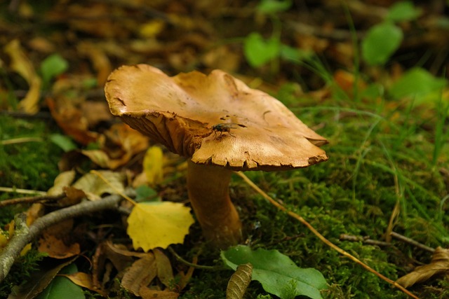 蘑菇 森林 飞 - 上的免费照片