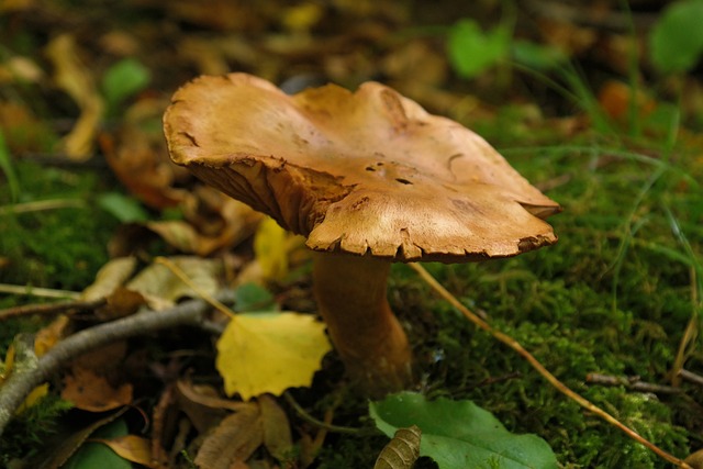 蘑菇 森林 落下 - 上的免费照片