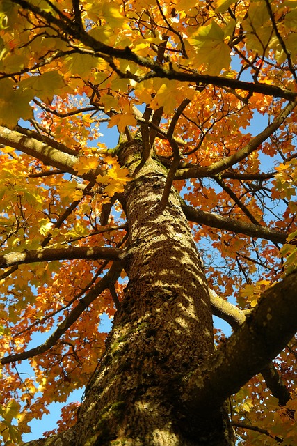 树 树干 枫 - 上的免费照片