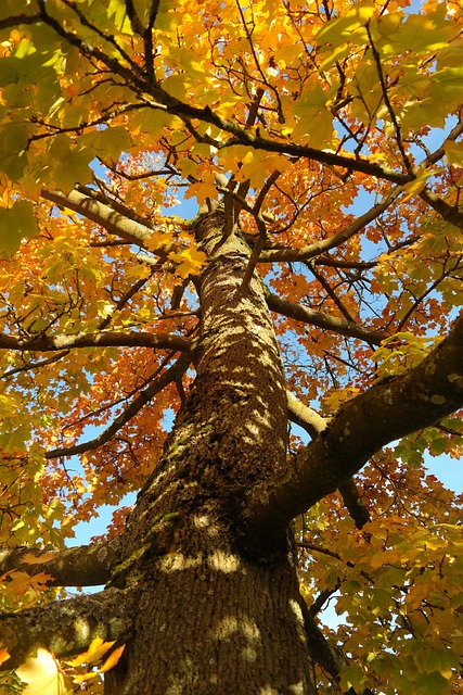 树 树干 枫 - 上的免费照片