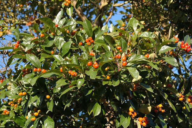 野果 浆果 树 - 上的免费照片