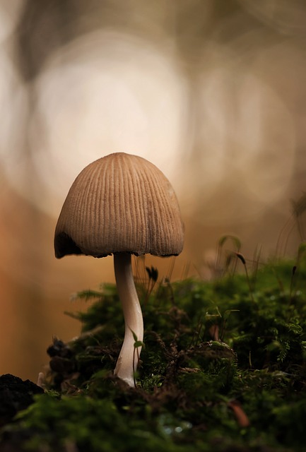 云母腿蘑 森林蘑菇 鸡腿菇 - 上的免费照片