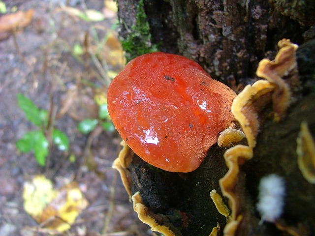 蘑菇 灵芝菇 Hegyese Lambot 山毛榉 - 上的免费照片