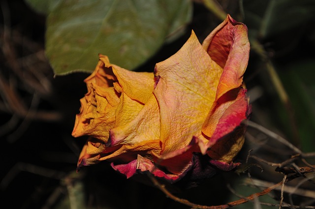 玫瑰 干涸 花 - 上的免费照片