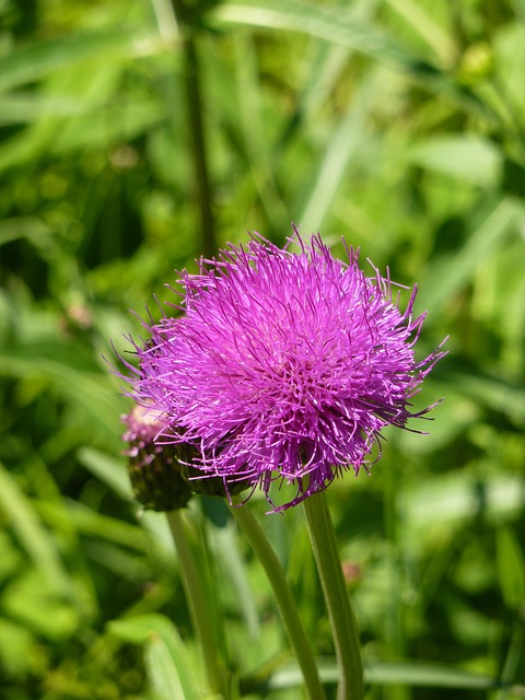 刮蓟 蓟 Cirsium 花 - 上的免费照片