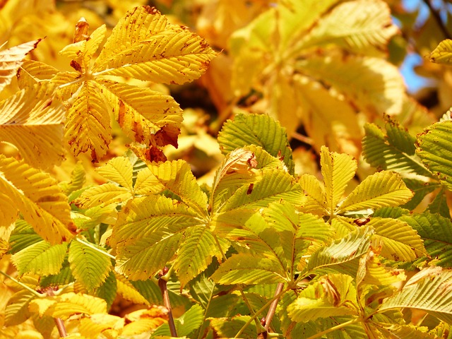 秋叶 金的 闪耀 - 上的免费照片