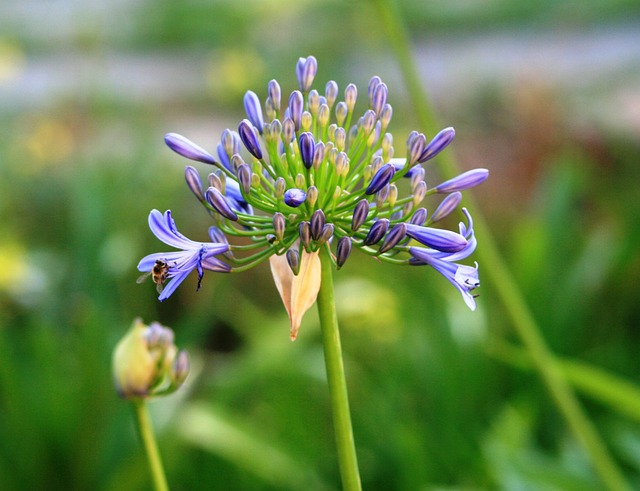 Agapanthus 花 盛开 - 上的免费照片