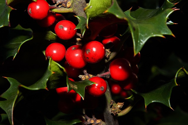 冬青 红色浆果 槲寄生 - 上的免费照片