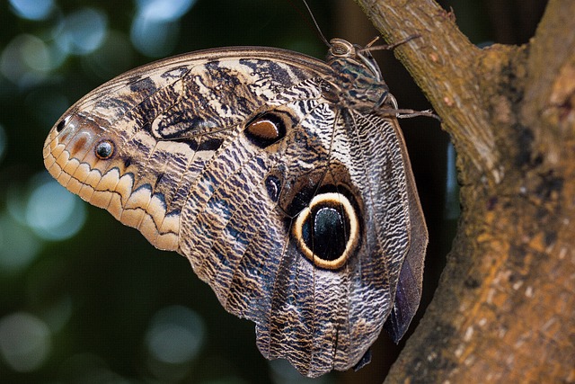 Caligo Eurilochus 眼睛 蝴蝶 - 上的免费照片