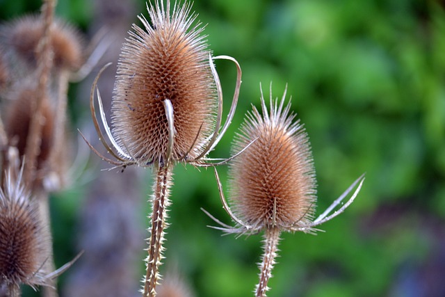 Teasels 续断 带刺的 - 上的免费照片