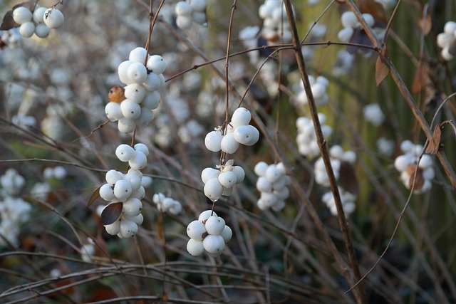 常见的雪莓 浆果 灌木 - 上的免费照片