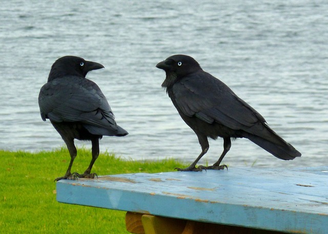 乌鸦 黑鸟 对话 - 上的免费照片