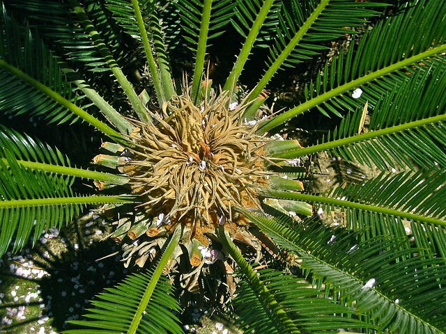 苏铁 蕨类 雄花序 - 上的免费照片