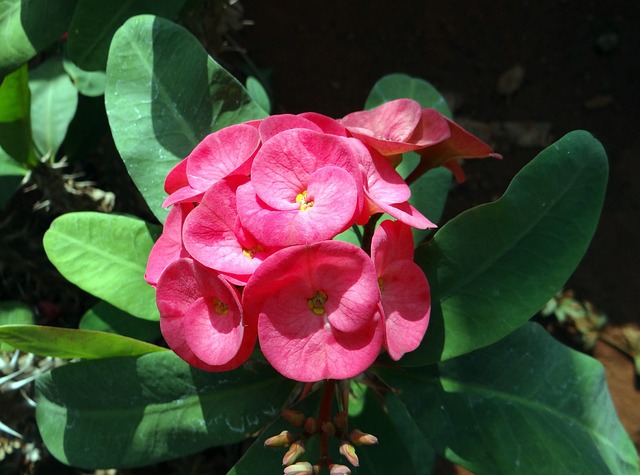 大戟 粉色的 花 - 上的免费照片
