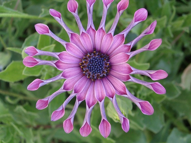 正午花 非洲雏菊 紫色的 - 上的免费照片