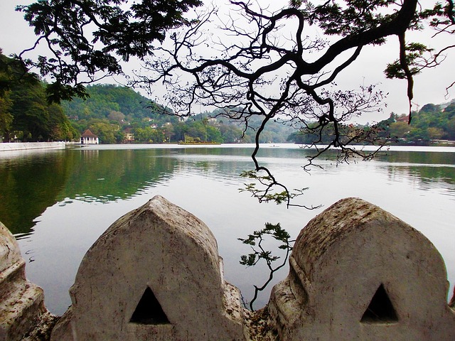 康提湖 树 湖 - 上的免费照片