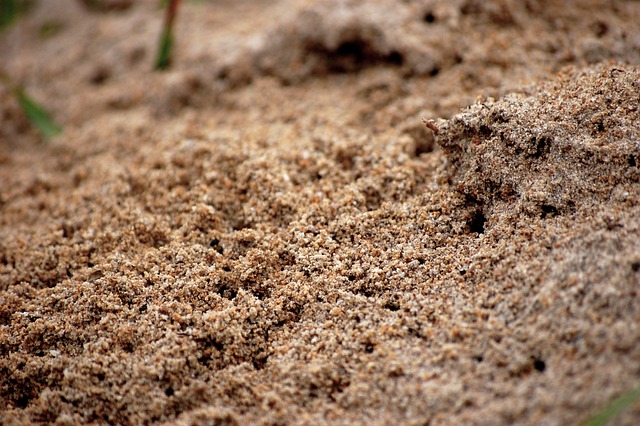 蚂蚁 昆虫 自然 - 上的免费照片