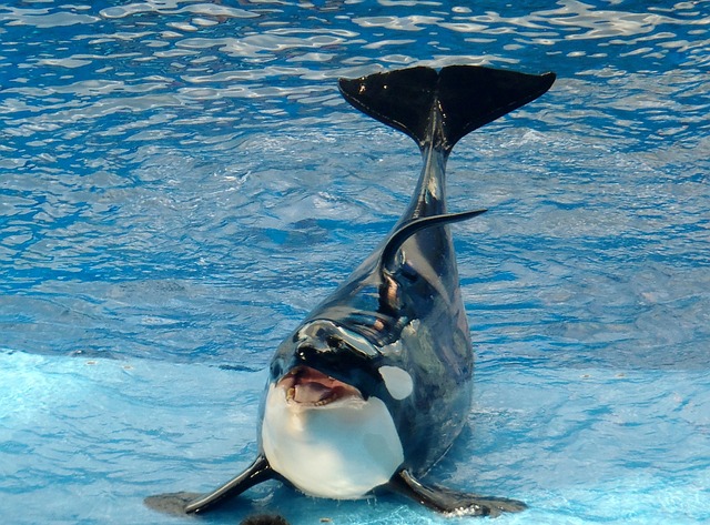 鲸 哺乳动物 巨大的 - 上的免费照片