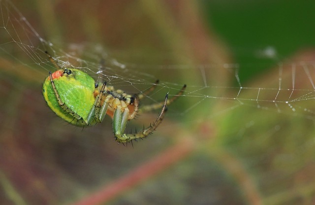甜瓜蜘蛛 蜘蛛 卷筒纸 - 上的免费照片