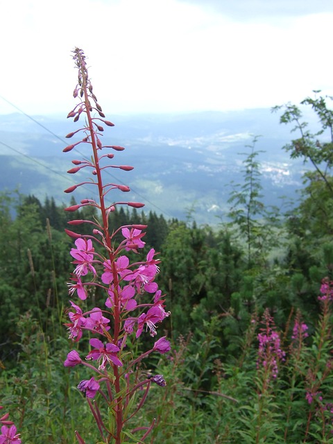 Epilobium 巴伐利亚森林 植物 - 上的免费照片