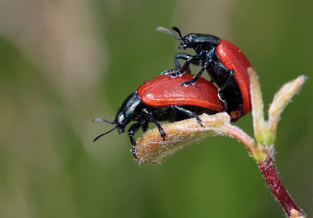 瓢虫 甲虫 一对 - 上的免费照片