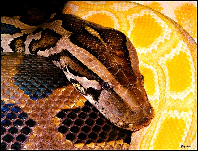 Python 蛇 线 - 上的免费照片