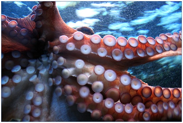 八达通 章鱼 吸盘 - 上的免费照片