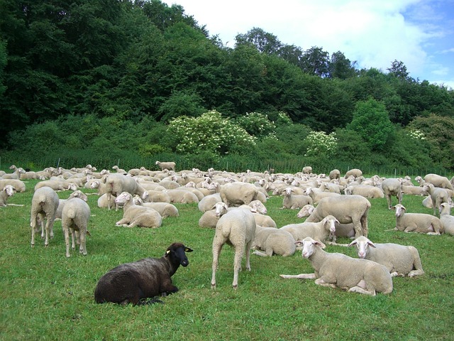 害群之马 羊 羊群 - 上的免费照片