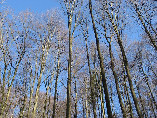 树木 森林 天堂 - 上的免费照片