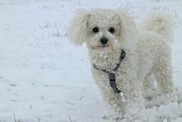 动物 狗 雪 - 上的免费照片